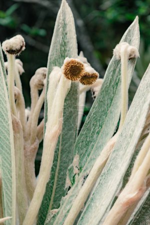 Detailaufnahme der Blätter und Blüten eines Frailejons, Espeletia killipii, der in den Paramos Kolumbiens wächst