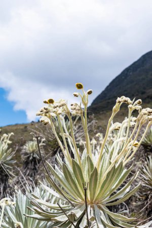 landscape with frailejon flowers in the foreground and blue sky in the background in a park in Colombia