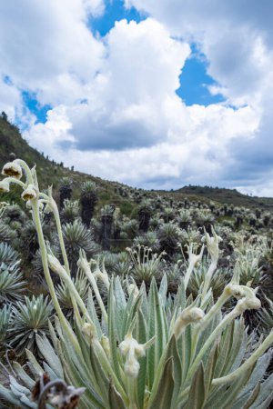 Téléchargez les photos : Paysage montagneux d'un paramo à frailejones variété Espeletia lopezii Cuatrec, au premier plan dans un paramo de Colombie par temps clair - en image libre de droit