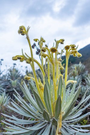 closeup of the leaves and flowers of frailejon,Espeletia lopezii Cuatrec in foreground on a moor in the mountains