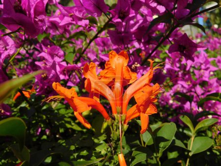 Foto de Madreselva del Cabo, o Tecoma capensis naranja y flores de color púrpura buganvilla en Glyfada, Ática, Grecia - Imagen libre de derechos