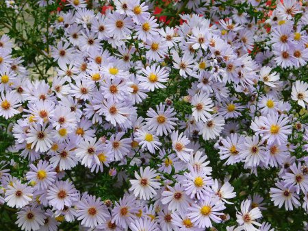 Foto de Aster flores en un jardín en otoño - Imagen libre de derechos