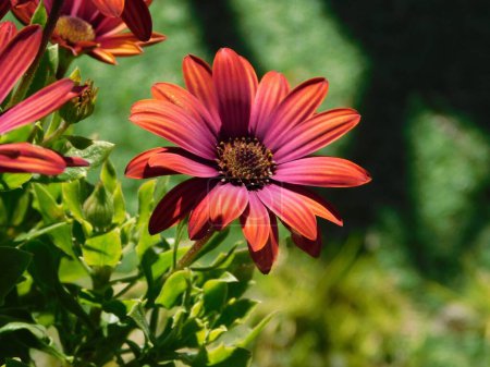 Photo for Dimorphotheca, or Osteospermum ecklonis red daisy flower - Royalty Free Image