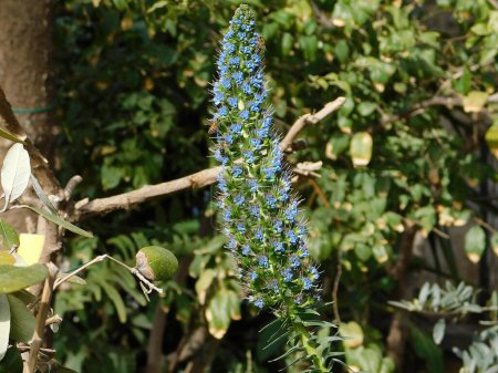 Téléchargez les photos : Echium plant with blue flowers, in a garden in Attica, Greece - en image libre de droit