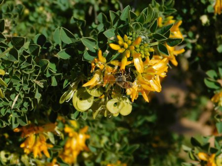 Foto de Medicago o alfalfa arborea o trefoil lunar, planta silvestre con hermosas flores amarillas, y una abeja melífera - Imagen libre de derechos