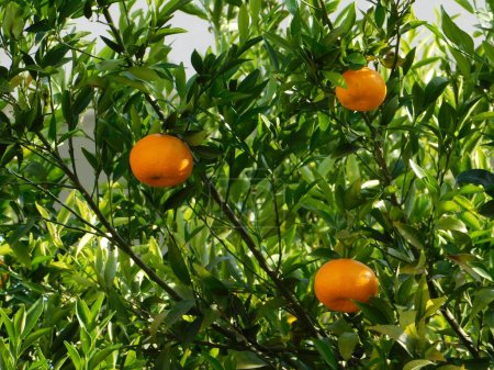 Téléchargez les photos : Tangerines, ou agrumes réticulés sur un arbre - en image libre de droit