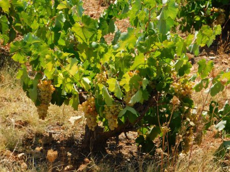 Téléchargez les photos : A grape vine in the summer, in Attica, Greece - en image libre de droit