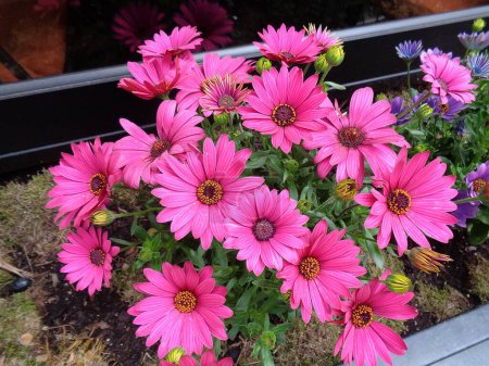 Téléchargez les photos : Dimorphotheca, ou Osteospermum ecklonis fleurs rose marguerite - en image libre de droit