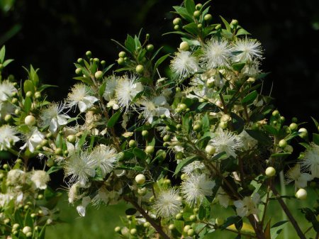 Téléchargez les photos : Myrte, ou Myrtus communis, arbuste, fleurissant en été - en image libre de droit