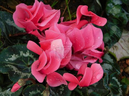 Téléchargez les photos : Cyclamen persicum plante avec des fleurs roses, humide après la pluie - en image libre de droit