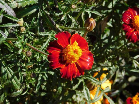Téléchargez les photos : Un souci français, ou Tagetes patula, fleur rouge et jaune, dans un jardin à Attique, Grèce - en image libre de droit