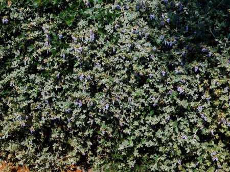 Photo for Shrubby germander, or Teucrium fruticans plant hedge, in Attica, Greece - Royalty Free Image