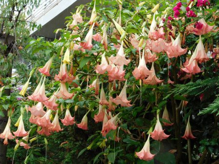 Angels trumpet or Brugmansia tree with flowers in autumn, in Glyfada, Greece