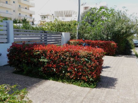 Photinia fraseri Rotkehlchen-Hecken mit roten und grünen Blättern und anderen grünen Pflanzen in einem Garten in Attika, Griechenland