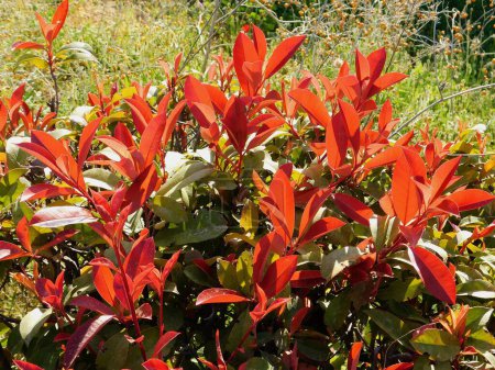 Rote und grüne Blätter einer Photinia fraseri Rotkehlchen