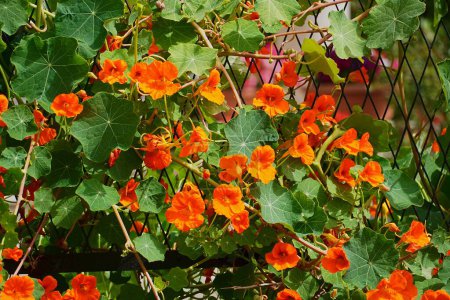 nasturtium de jardin, ou Tropaeolum majus, arbuste aux fleurs orange