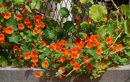 Téléchargez les photos : Nasturtium de jardin, ou Tropaeolum majus, arbuste aux fleurs orange - en image libre de droit