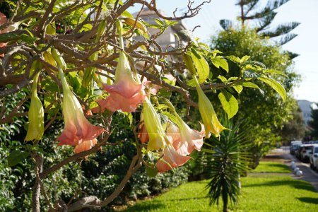 Engelstrompeten oder Brugmansia-Blumen im Frühling, in Glyfada, Griechenland