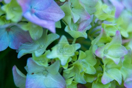 Téléchargez les photos : Détail des fleurs pourpres hortensia floraison - en image libre de droit
