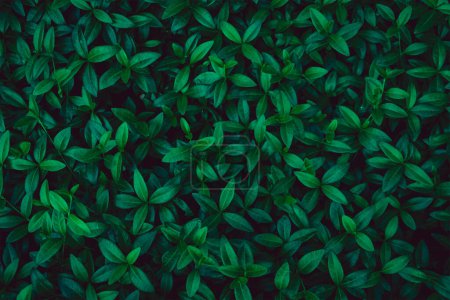 Photo for Fresh green leaves covering the wall. Natural green background from young green leaves. - Royalty Free Image