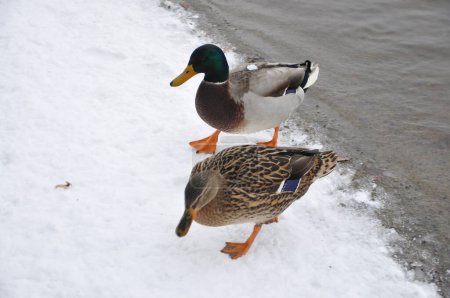 Téléchargez les photos : Close up broun duck and emerald green drake. Two wild mallard ducks standing on pier covered with snow near river. Wild nature lif - en image libre de droit