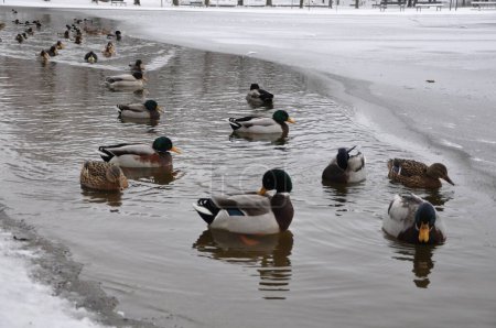 Téléchargez les photos : Duck in a snow. Close up broun duck and emerald green drake. Two wild mallard ducks standing on pier covered with snow near river. Wild nature lif. - en image libre de droit