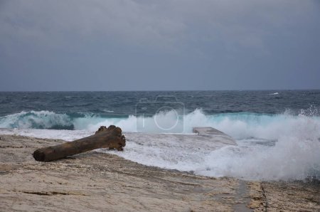 Foto de Tronco de árbol muerto en el contexto de un mar tormentoso. Gran viento y tormenta en el mar Adriático, grandes olas blancas gigantes, viejo árbol arrojado a la playa rocosa. Mali Losinj, Croacia. Ondas rodantes - Imagen libre de derechos
