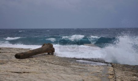 Foto de Tronco de árbol muerto en el contexto de un mar tormentoso. Gran viento y tormenta en el mar Adriático, grandes olas blancas gigantes, viejo árbol arrojado a la playa rocosa. Mali Losinj, Croacia. Ondas rodantes - Imagen libre de derechos
