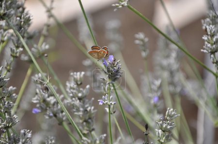 Photo for Orange brown-underside female butterfly resting on a plant stem.Glaucopsyche Alexis butterfly. Idas Blue, Northern Blue (Plebejus idas, Plebeius idas) - Royalty Free Image