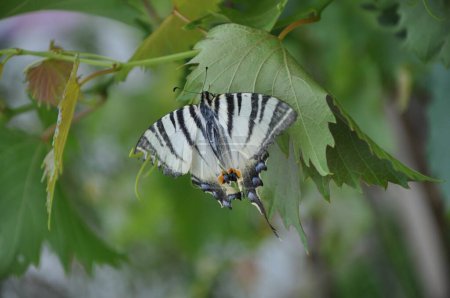 The scarce swallowtail butterfly on a green vine leaf. Scarce Swallowtail butterfly - Iphiclides podalirius. Croatia
