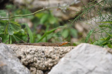 Foto de TheDalmatian wall lizard (PODARCIS MELISELLENSIS). Lagarto de pared dálmata (podarcis melisellensis) sentado sobre una roca. - Imagen libre de derechos