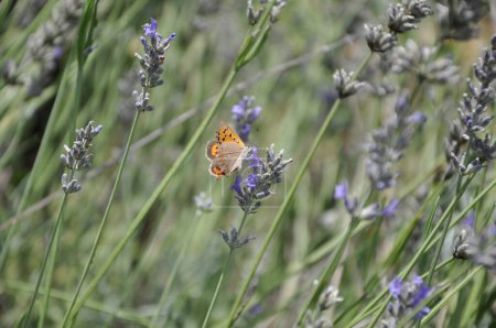 Orangefarbenes Schmetterlingsweibchen, das auf einem Pflanzenstamm ruht. Glaucopsyche Alexis Schmetterling. Idas Blue, Northern Blue (Plebejus idas, Plebeius idas))