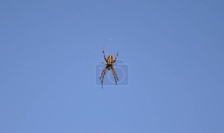 Araneus diadematus Clerck est une espèce d'araignée de la famille des Araignées croisées (Araneidae). Grand croisé araignée marron sur fond de ciel