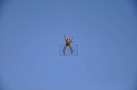 Die Kreuzfahrerspinne (Araneus diadematus Clerck) ist eine Spinnenart aus der Familie der Kreuzfahrerspinnen (Araneidae). Große braune Spinne Kreuzritter vor Himmel Hintergrund