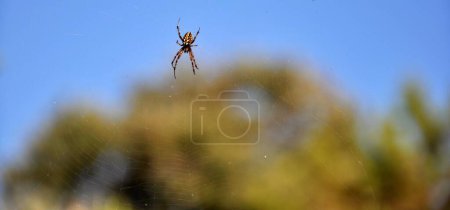 Téléchargez les photos : Araneus diadematus Clerck est une espèce d'araignée de la famille des Araignées croisées (Araneidae). Grand croisé araignée marron sur fond de ciel - en image libre de droit