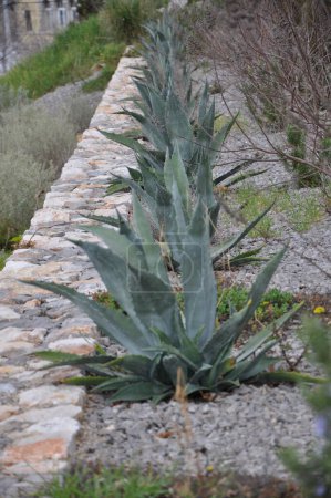 Agave plants at a botanical garden in Croatia. Photograph of some Green maguey traditional native mexican plants.