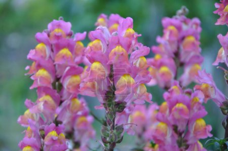 Dragon flowers (lat.Antirrhinum majus).Beautiful flowers of snapdragon.Common snapdragon bunch of small pink yellow flowers and flower buds on green leaves and garden vegetationbackground and warm sun