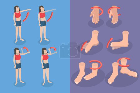 Ilustración de Ilustración conceptual vectorial plana isométrica 3D de movimientos musculares, de secuestro y de aducción - Imagen libre de derechos