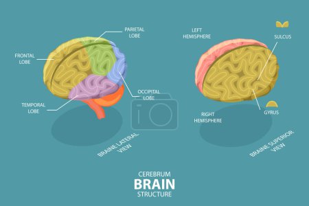 Téléchargez les illustrations : Illustration conceptuelle 3D vecteur plat isométrique de la structure cérébrale cérébrale, diagramme d'éducation neurologique - en licence libre de droit
