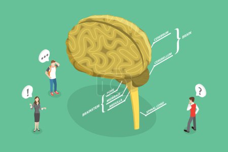 Illustration for 3D Isometric Flat Vector Conceptual Illustration of CNS, Central Nervous System, Human Brain and Nerves Connections - Royalty Free Image