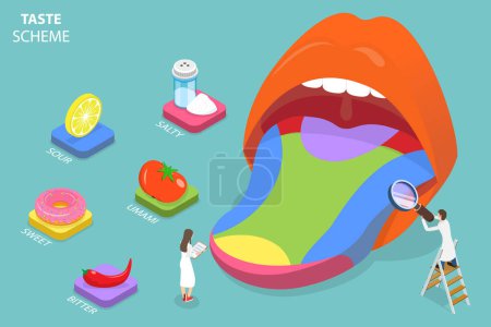 Ilustración de 3D Isometric Flat Vector Conceptual Illustration of Taste Schema, Tongue Taste Receptors, Sour, Sweet, Bitter, Salty and Umami - Imagen libre de derechos
