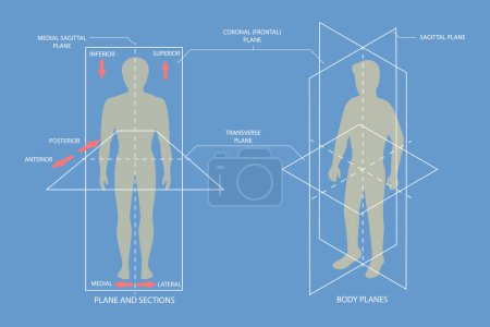 Téléchargez les illustrations : 3D Isometric Flat Vector Conceptual Illustration of Human Body Anatomical Planes, Sagittal, Coronal and Transverse Plane - en licence libre de droit