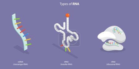 Ilustración de 3D Isometric Flat Vector Conceptual Illustration of Types Of RNA, Anatomical and Medical Labeled Scheme - Imagen libre de derechos