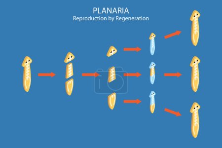Illustration for 3D Isometric Flat Vector Conceptual Illustration of Planaria Regeneration, Educational Scheme - Royalty Free Image