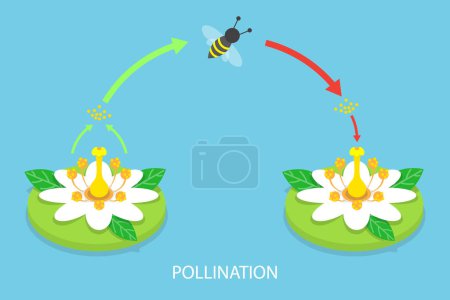 Ilustración de 3D Isometric Flat Vector Conceptual Illustration of Pollination Process Diagram, Plant Reproduction - Imagen libre de derechos