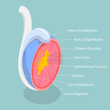 Illustration for 3D Isometric Flat Vector Conceptual Illustration of Testicle Anatomy, Male Reproductive System - Royalty Free Image
