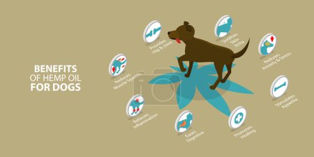 Illustration for 3D Isometric Flat Vector Conceptual Illustration of Benefits Of Hemp Oil For Dogs, CDB for Pets - Royalty Free Image
