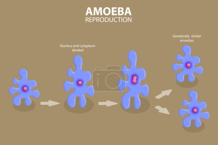 Illustration for 3D Isometric Flat Vector Conceptual Illustration of Amoeba Reproduction, Irregular Binary Fission - Royalty Free Image