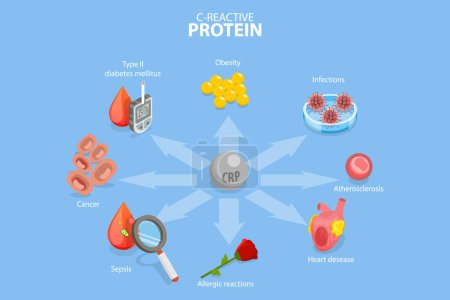 Illustration for 3D Isometric Flat Vector Conceptual Illustration of C-reactive Protein, Risk of Developing Different Diseases - Royalty Free Image