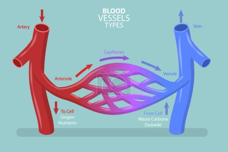 Illustration conceptuelle 3D du vecteur plat isométrique des types de vaisseaux sanguins, flux sanguin capillaire dans le système circulatoire